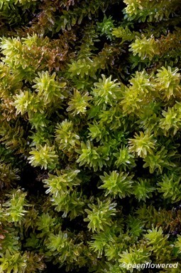 Plant form with wet leaves